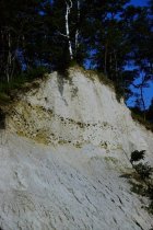 Swallows' nests in Bluff Road bluff
